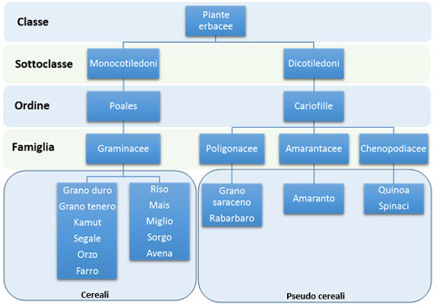 schema botanico dei cereali