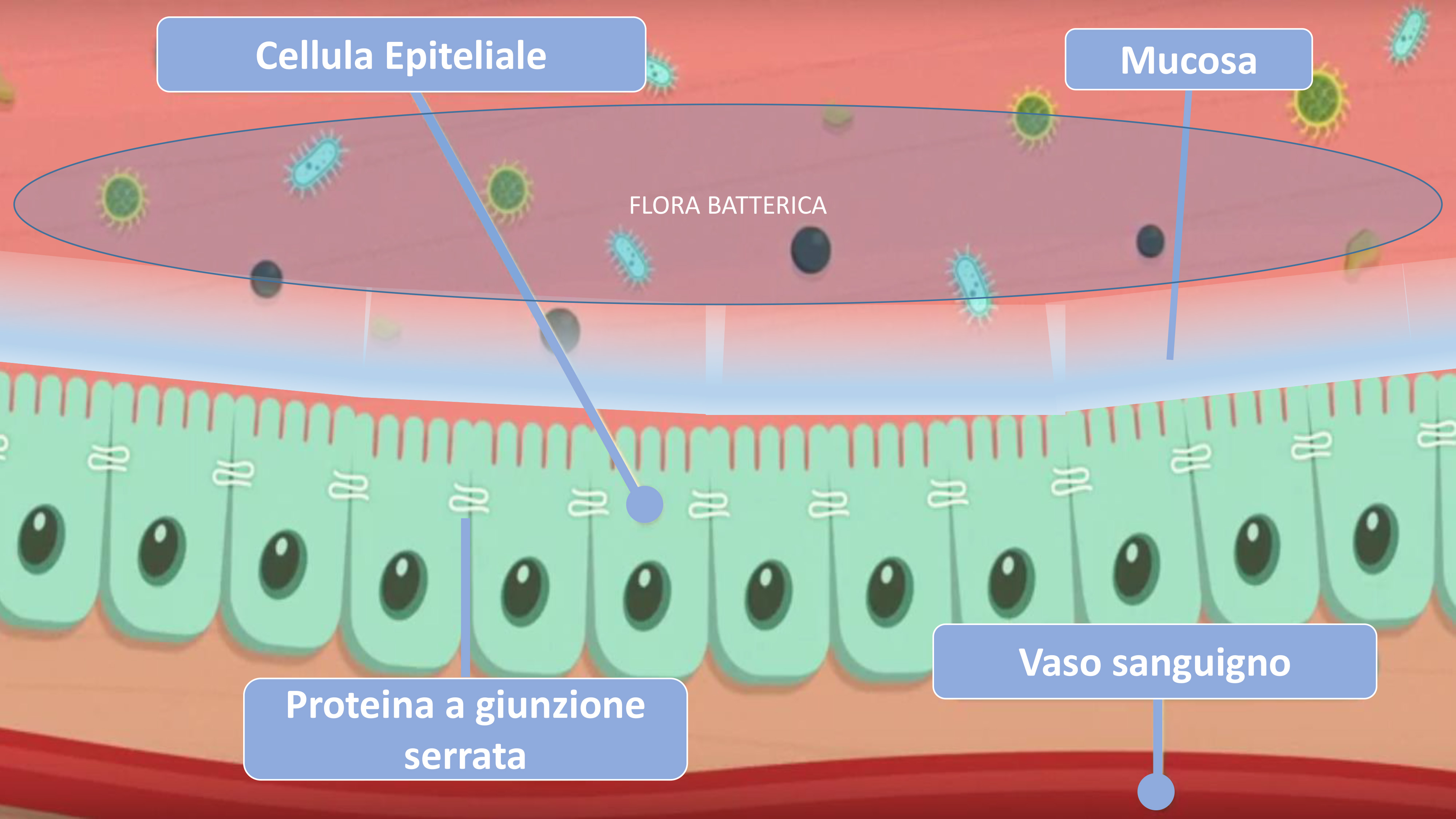 rappresentazione zonulina e giunzioni strette