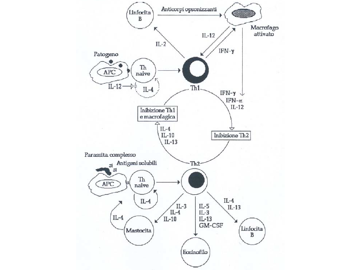 grafico risposta immunitaria ai virus influenzali