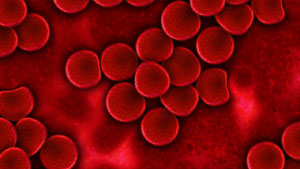 globuli rossi nell'analisi lipidomica