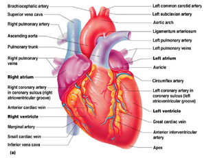 malattie_cardiovascolari