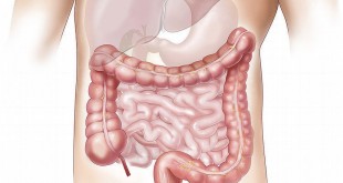raffigurazione-microbiota-intestinale