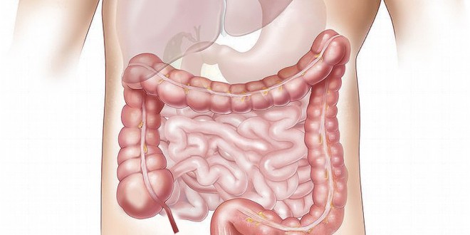 raffigurazione-microbiota-intestinale