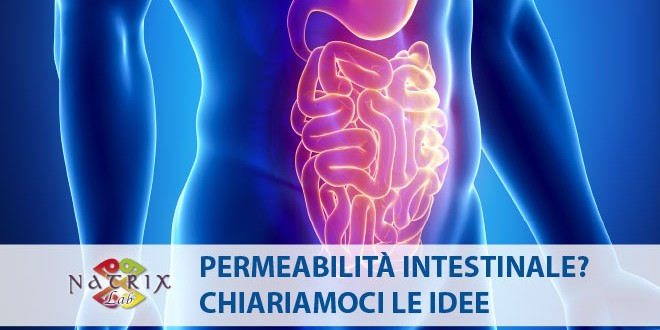 immagine intestino permeabilità intestinale