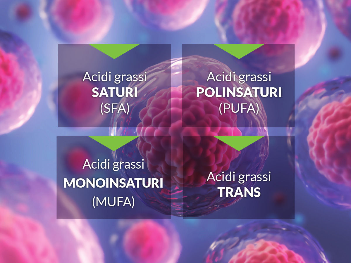 elenco acidi grassi lipidomica