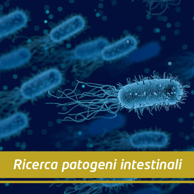 immagine batteri patogeni
