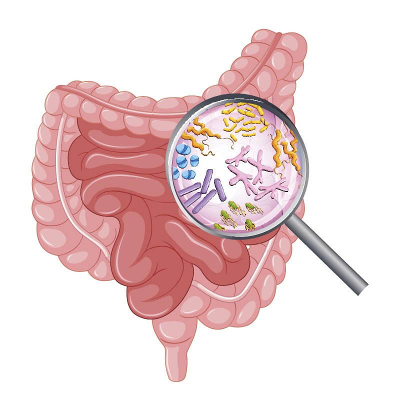 lente su intestino per sibo